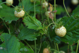 Fragaria vesca 'Fructu Albo' Bosaardbei bestellen